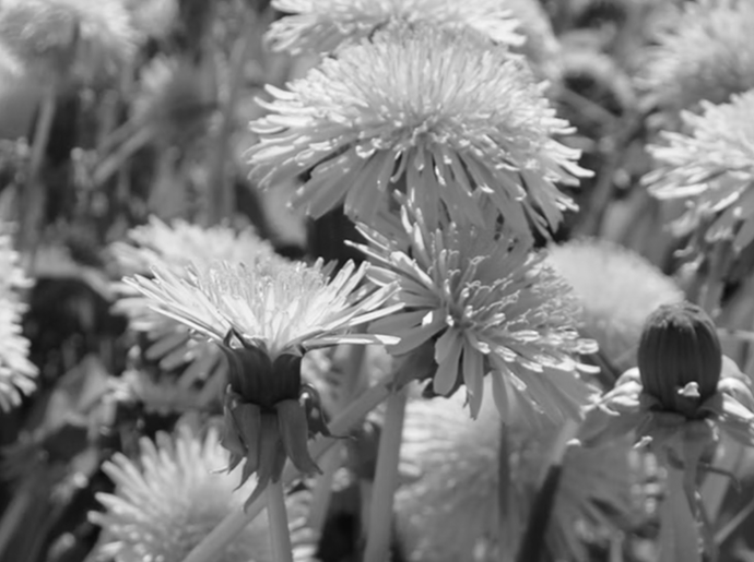 традиція + інновації